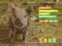 构建智能养猪场，人工智能成为生猪养殖新趋势